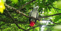 3-day-chimpanzee-trails-bigodi-tales-kibale-np-IeKc7VfsKV.jpg 2