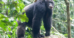 3-day-chimpanzee-trails-bigodi-tales-kibale-np-hBvxAGRIwv.jpg 3