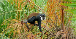 3-day-chimpanzee-trails-bigodi-tales-kibale-np-n35CpFLOR1.jpg 1