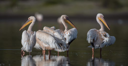 3-day-classic-tanzania-safari-tarangire-ngorongoro-9Z3CB.jpg 3
