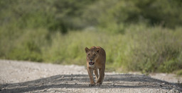 3-day-classic-tanzania-safari-tarangire-ngorongoro-BjYHm.jpg 1