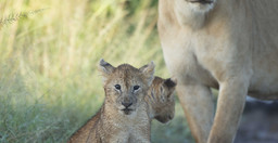 3-day-classic-tanzania-safari-tarangire-ngorongoro-yQ6Ku.jpg 2