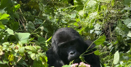 3-day-gorilla-trekking-safari-in-uganda-IB0kE.jpg 3