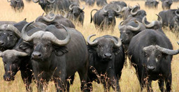 3-day-maasai-mara-safari-rnybQKQrDE.jpeg 2