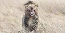 3-day-queen-elizabeth-national-park-wildlife-safari-uganda-siXAO.jpg 1