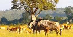3-day-short-budget-safari-7ygAV.jpg 1