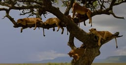 3-day-tarangire-ngorongoro-manyara-best-tour-safari-7fbah.jpg 2