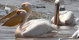 3-day-tarangire-ngorongoro-manyara-best-tour-safari-WR2HK.jpg 1