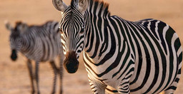 3-days-2-nights-amboseli-national-park-safari-from-nairobi-N8u2U.jpg 1