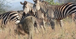 3-days-2-nights-amboseli-national-park-safari-from-nairobi-oq1tK.jpg 2