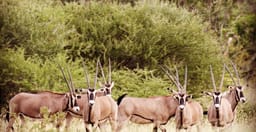 3-days-2-nights-amboseli-national-park-safari-from-nairobi-wiHeV.jpg 1
