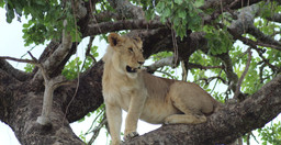 3-days-2-nights-masai-mara-group-safari-HCRT5C3KKe.jpeg 3