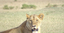 3-days-2-nights-masai-mara-safari-29viv.jpg 1