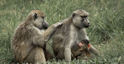 3-days-amboseli-fly-in-package-6siNr6H2yK.jpeg 3