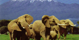 3-days-amboseli-fly-in-package-On7baiDAYy.jpeg 2
