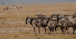 3-days-amboseli-safari-Izr21.jpg 1