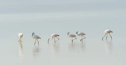 3-days-amboseli-safari-JJtEV.jpg 2
