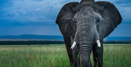 3-days-budget-breathtaking-safari-in-maasai-mara-weuUh.jpg 3