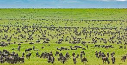 3-days-exploration-in-tanzania-iconic-national-parks-sNjRLXKIuE.jpg 2