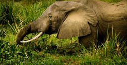 3-days-gorilla-safaris-uganda-DzbaeKVJF9.jpeg 3