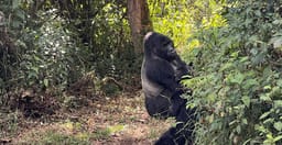3-days-gorilla-tracking-safari-in-uganda-0Gmy1nLXCz.jpg 1