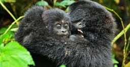 3-days-gorilla-tracking-safari-in-uganda-EezHUjqSuk.jpg 2