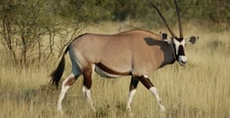 3-days-high-end-tanzania-safari-7NT2g.jpg 1