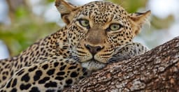 3-days-maasai-mara-camping-safari-vvPHS.jpg 2
