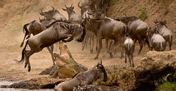 3-days-maasai-mara-safari-DARPX.jpg 2