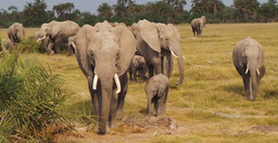 3-days-maasai-mara-safari-ojcCj.jpg 1