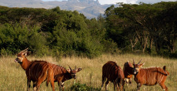 3-days-maasai-mara-safari-pWGXz.jpg 3