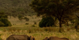 3-days-masai-mara-flying-safari-package-rSrMB.jpg 2