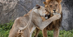 3-days-masai-mara-flying-safari-package-utKA1.jpg 1