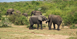3-days-murchison-falls-express-tour-8k49WklXdt.jpeg 1