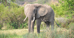 3-days-murchison-falls-express-tour-HqacCJuhFH.jpeg 2