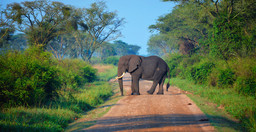 3-days-murchison-falls-express-tour-SxK37ghJWL.jpeg 3