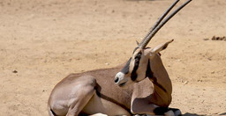 3-days-samburu-fly-in-package-jWHljatmOc.jpeg 1