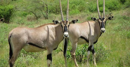3-days-samburu-fly-in-package-p9PFJuxOVu.jpeg 2