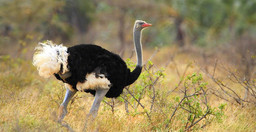3-days-samburu-fly-in-package-x6THosDbnE.jpeg 3