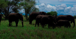 3-days-tanzania-safari-booking-last-minute-serengeti-ngorongoro-crater-wXTz4UzKUX.jpg 3