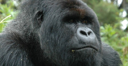 3-days-uganda-safari-gorilla-tracking-and-batwa-talks-plus-relaxation-in-lake-bunyonyi-hFvmDmfT4y.jpeg 2