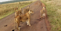 3-days-uganda-safari-murchison-falls-vacation-including-big-5-animals-6cLOMWtzOW.jpeg 3