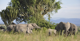 3-days-uganda-safari-murchison-falls-vacation-including-big-5-animals-JNoORNCgHx.jpeg 1