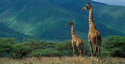 4-day-group-tour-to-tarangire-serengeti-ngorongoro-qkBYG.jpg 2