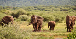 4-day-luxury-tented-camps-safari-hiuoHHHeH3.jpg 2