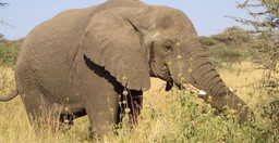 4-day-masai-mara-safari-dHcAn.jpg 1