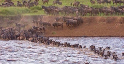 4-day-masai-mara-safari-esqkn.jpg 3