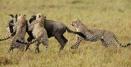 4-days-3-nights-masai-mara-nakuru-national-park-TclXMXKBUR.jpeg 2