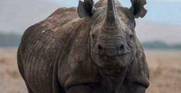 4-days-3-nights-masai-mara-nakuru-national-park-Zu9nrS1848.jpeg 3