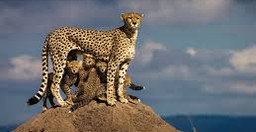 4-days-3-nights-masai-mara-nakuru-national-park-hRVegRsZoL.jpeg 1